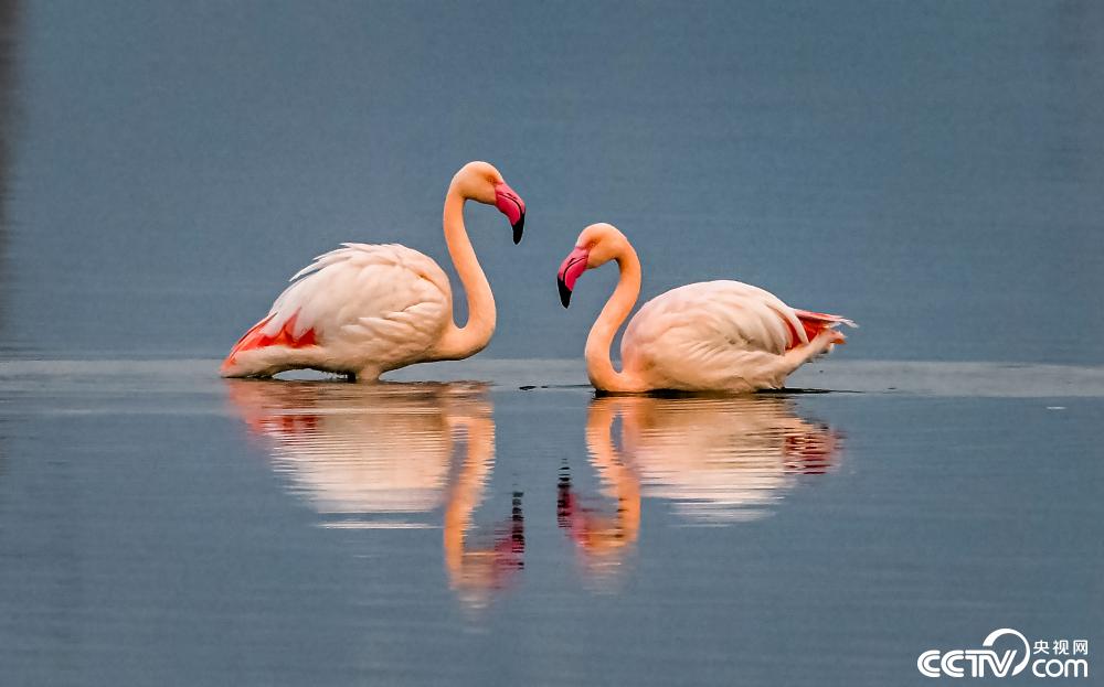 山西運城：火烈鳥在鹽湖濕地棲息