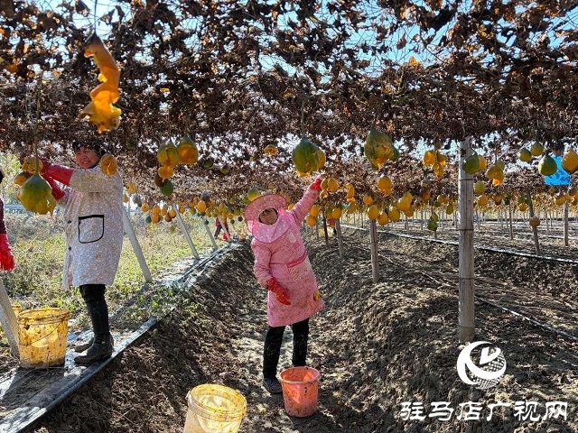 新蔡縣陳店鎮(zhèn):瓜蔞喜獲豐收 “金疙瘩”助農(nóng)增收