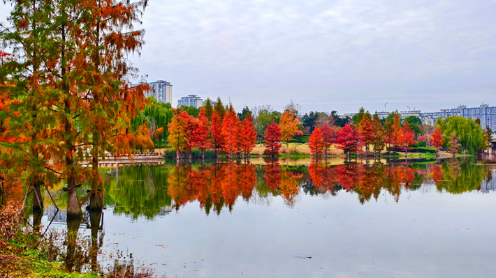 縣區(qū)動(dòng)態(tài)|水杉披“紅裝” 晴光暖玉湖