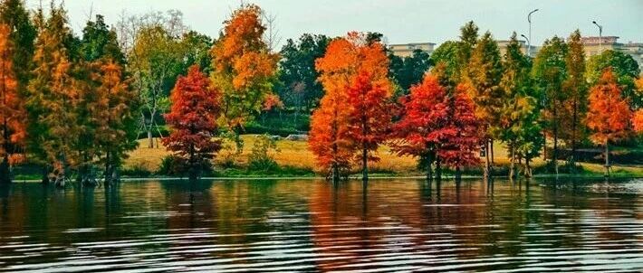 縣區(qū)動(dòng)態(tài)|水杉披“紅裝” 晴光暖玉湖