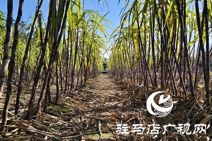 駐馬店周邊農(nóng)場解鎖冬日親子新體驗