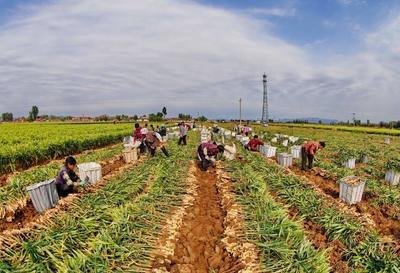 上蔡縣五龍鎮(zhèn)老李村：百畝生姜成村民致富“金疙瘩”
