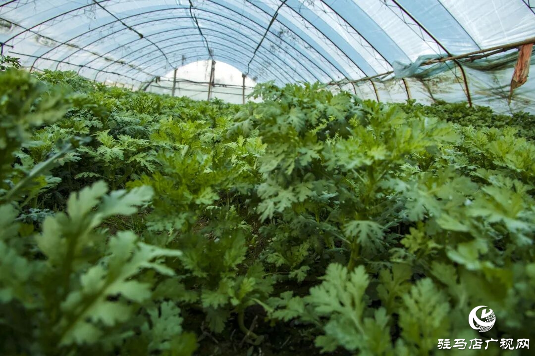 正陽縣清源街道吳紀偉：扎根鄉(xiāng)土 蹚出特色種植致富路