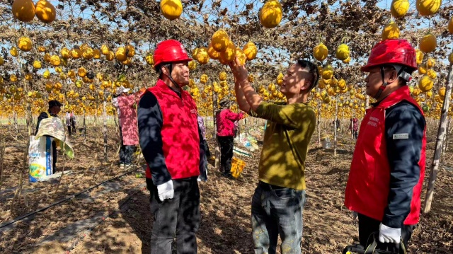 國(guó)網(wǎng)確山縣供電公司：電力賦能“金瓜蔞”結(jié)出鄉(xiāng)村振興致富果