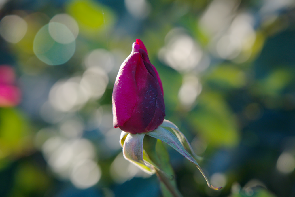 縣區(qū)動(dòng)態(tài) | 月季迎冬開 繁花送香來