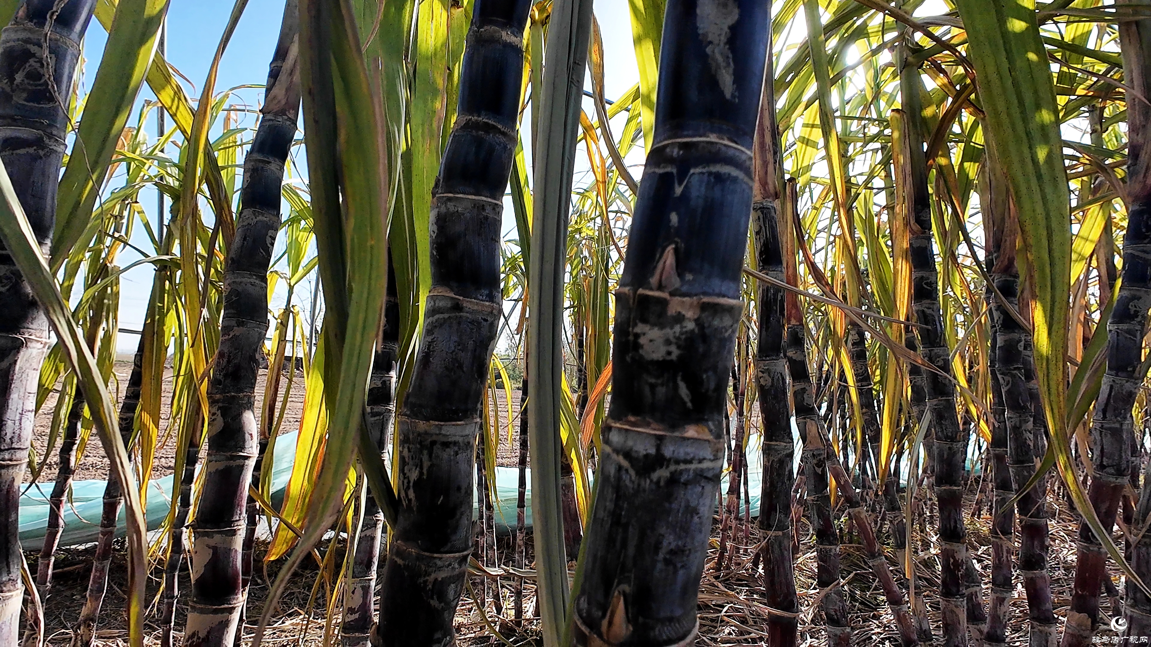 正陽縣油坊店鄉(xiāng)趙店村：“蔗”里豐收 “甜”到心坎