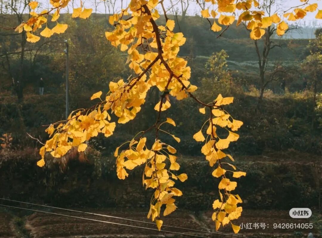 冬日信陽，獨(dú)具魅力！