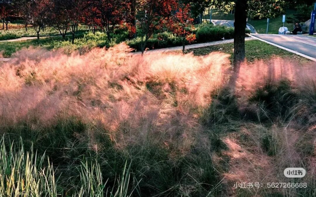 冬日信陽，獨(dú)具魅力！