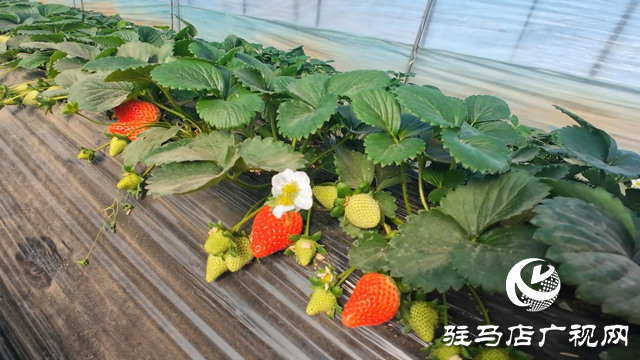 正陽縣慎水鄉(xiāng):頭茬草莓搶“鮮”上市