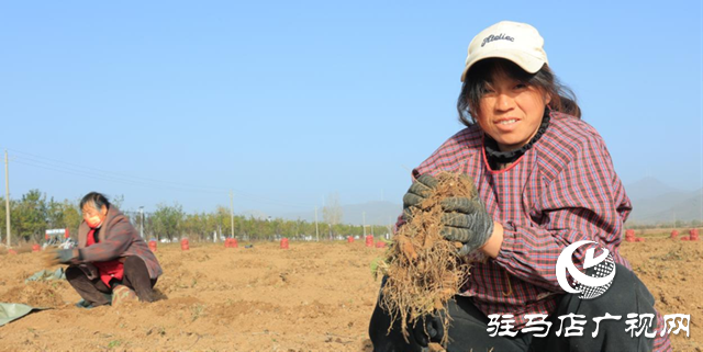 駐馬店市驛城區(qū)：中藥材鋪就鄉(xiāng)村振興“黃金路”