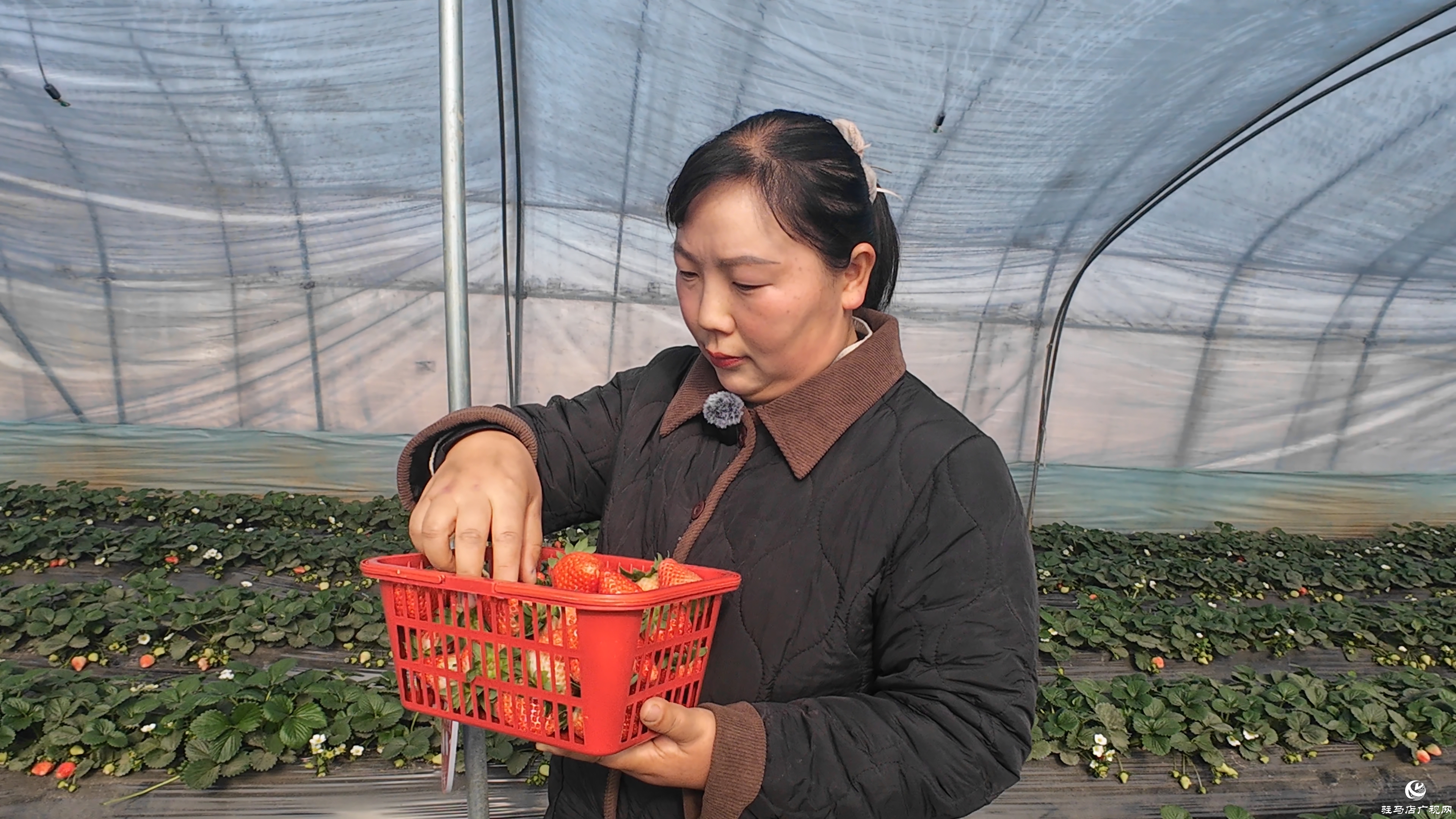 正陽(yáng)縣慎水鄉(xiāng):頭茬草莓搶“鮮”上市