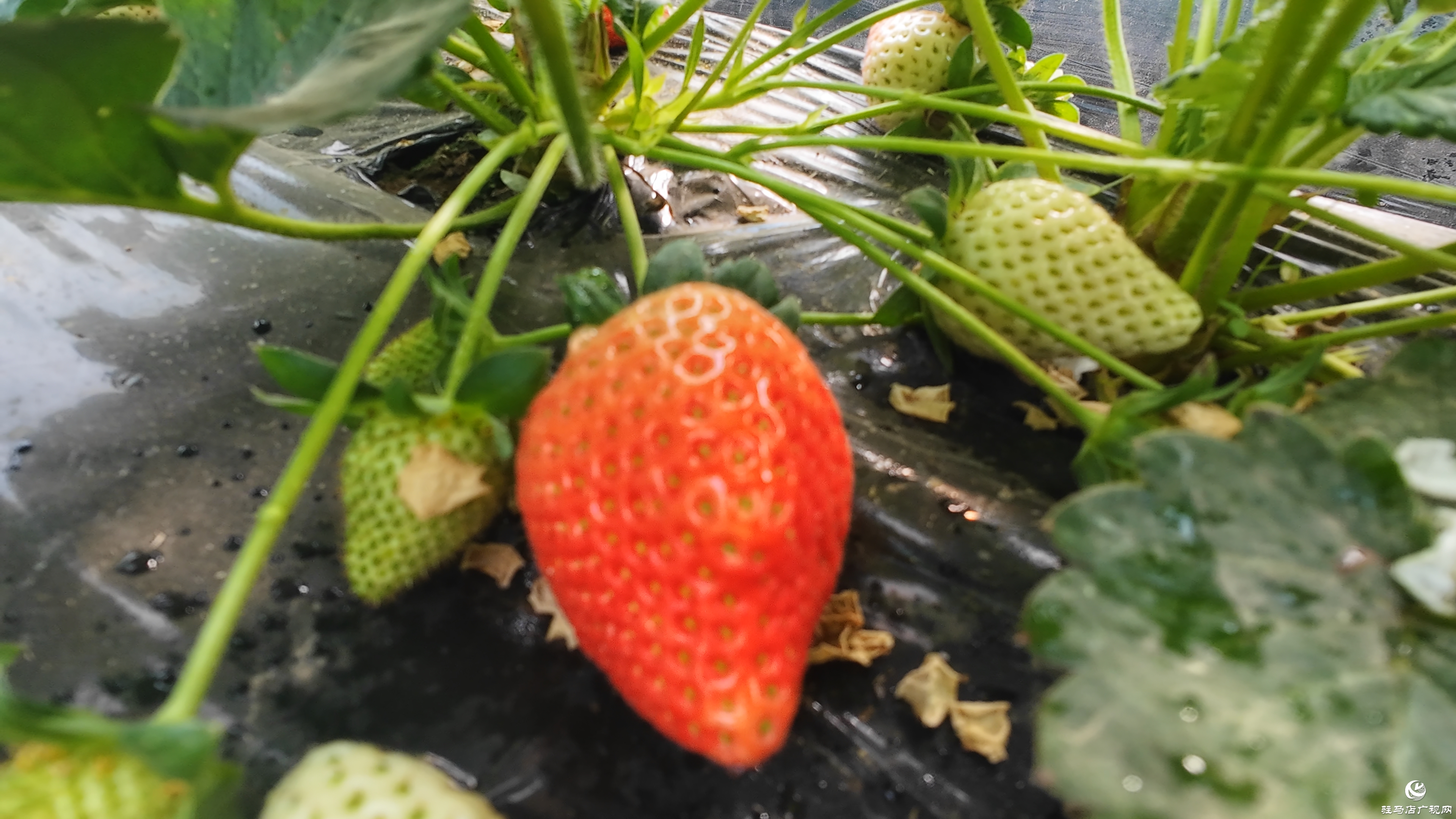 正陽(yáng)縣慎水鄉(xiāng):頭茬草莓搶“鮮”上市