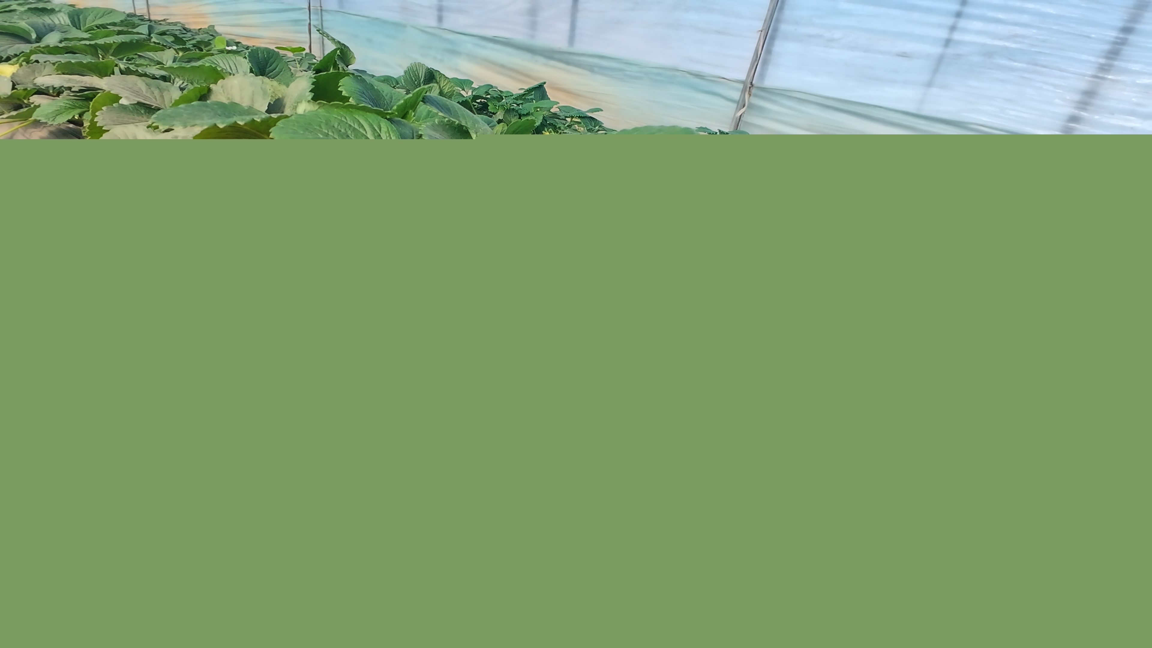 正陽(yáng)縣慎水鄉(xiāng):頭茬草莓搶“鮮”上市