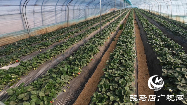正陽縣慎水鄉(xiāng):頭茬草莓搶“鮮”上市
