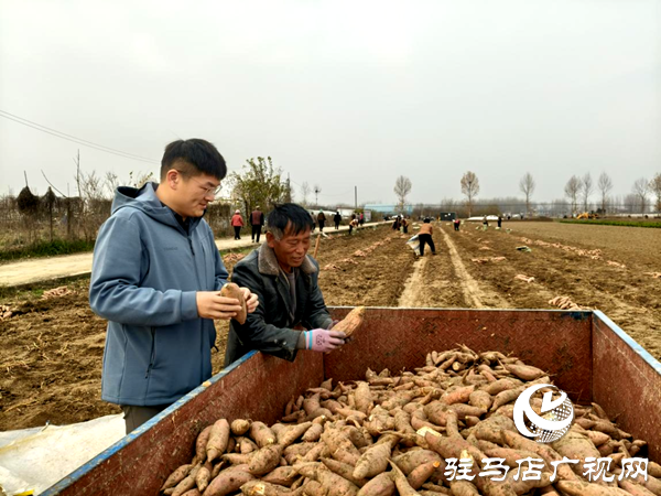 平輿縣郭樓街道前店村:讓鄉(xiāng)村產(chǎn)業(yè)添“薯”光