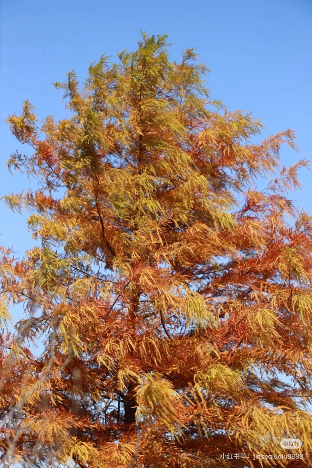 家門口的練江湖，藏著一片會(huì)“燃燒”的森林！