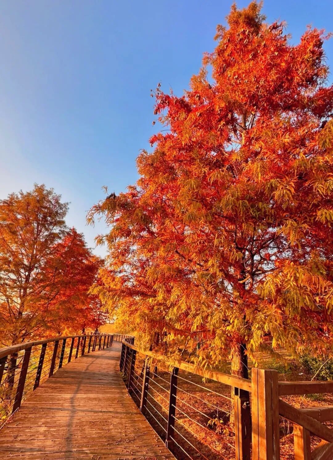 家門口的練江湖，藏著一片會(huì)“燃燒”的森林！