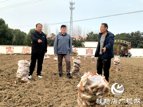 平輿縣郭樓街道前店村:讓鄉(xiāng)村產(chǎn)業(yè)添“薯”光