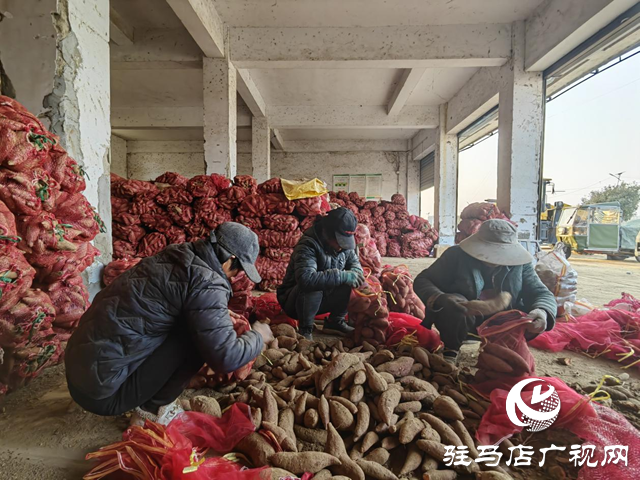 代表履職在田間:一份來自紅薯地的“暖心訂單”