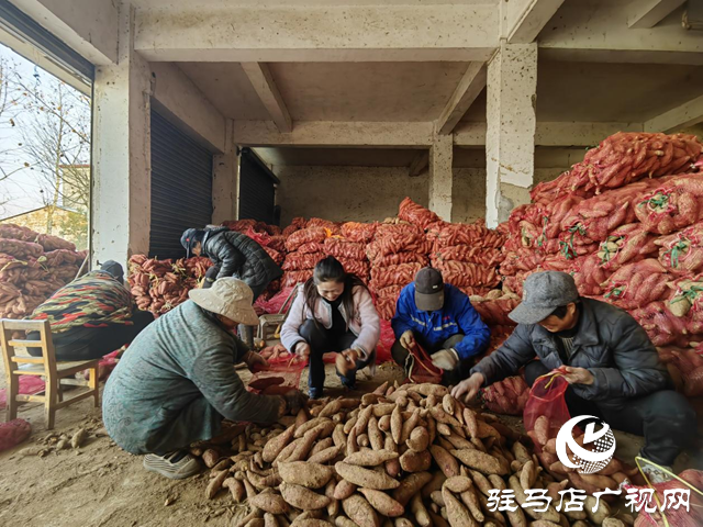 代表履職在田間：一份來(lái)自紅薯地的&ldquo;暖心訂單&rdquo;