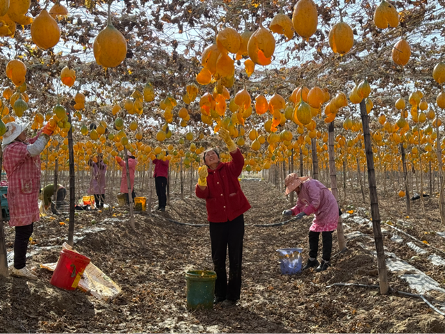 確山縣任店鎮(zhèn)：小瓜蔞變身“金葫蘆” 特色種植助農(nóng)增收