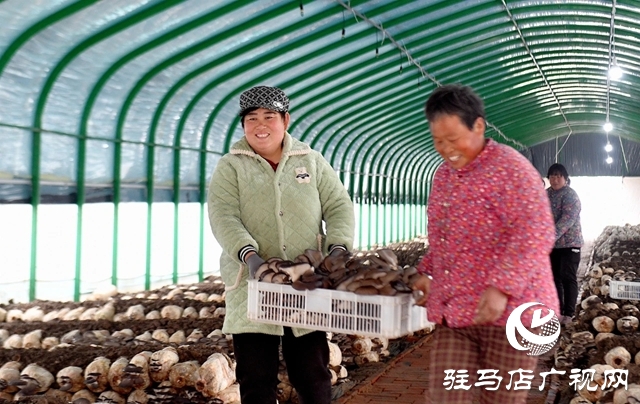 新蔡黃樓:小菌菇撐起鄉(xiāng)村“致富傘”