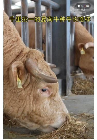 新華財經(jīng)|一頭“科研牛”撬動一個縣的百億級產(chǎn)業(yè)鏈