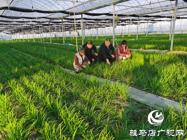 冬暖棚里&ldquo;韭&rdquo;香濃 特色種植鼓起村民&ldquo;錢(qián)袋子&rdquo;