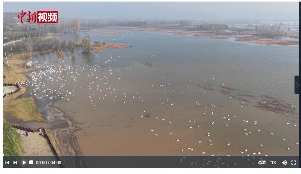 大天鵝如約而至 三門峽與天鵝的&ldquo;千年之約&rdquo;