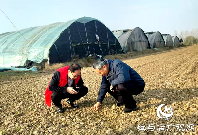 確山縣農(nóng)業(yè)農(nóng)村局:農(nóng)技志愿下鄉(xiāng)忙 賦能增收暖民心