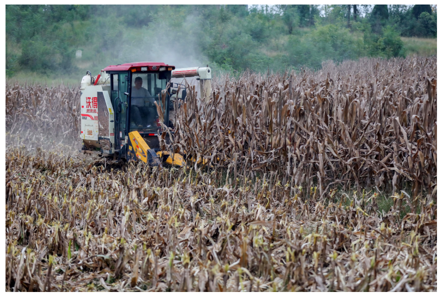 糧食總產量1350.98億斤 河南豐收不易擔當更重