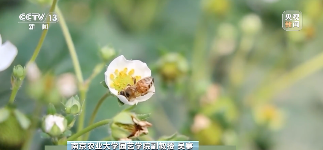 “膨大劑”催熟草莓這個月大量上市？記者調(diào)查→