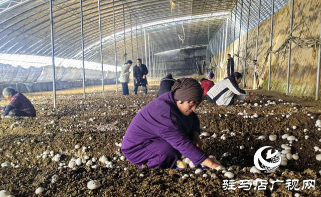 驛城區(qū)：雙孢菇喜獲豐收 種植基地急尋銷路