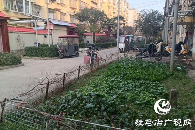 駐馬店飛龍小區(qū)：清理&ldquo;私家菜園&rdquo; 讓公共綠地回歸本色