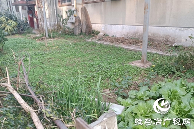 駐馬店飛龍小區(qū)：清理&ldquo;私家菜園&rdquo; 讓公共綠地回歸本色