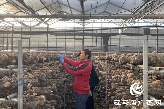 驛城區(qū)：小香菇撬動(dòng)大產(chǎn)業(yè) “一村一品”鋪就振興路