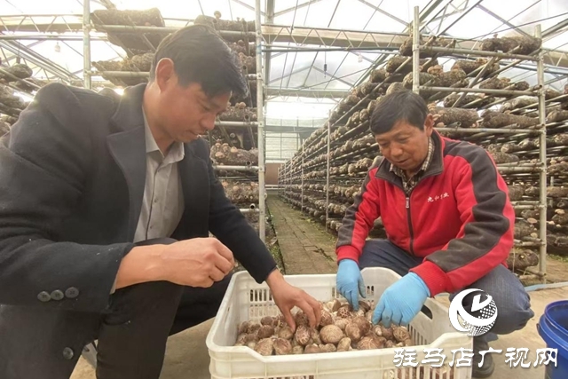 驛城區(qū)：小香菇撬動(dòng)大產(chǎn)業(yè) “一村一品”鋪就振興路