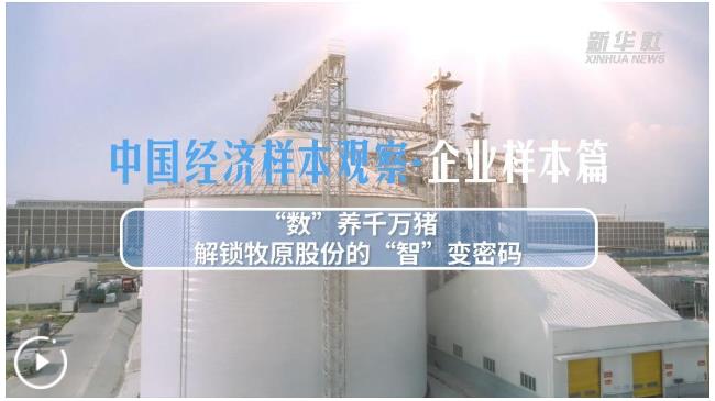 中國經(jīng)濟樣本觀察&middot;企業(yè)樣本篇丨&ldquo;數(shù)&rdquo;養(yǎng)千萬豬&mdash;&mdash;解鎖牧原股份的&ldquo;智&rdquo;變密碼