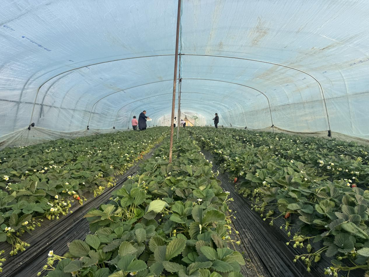 冬日“莓”好時光開啟