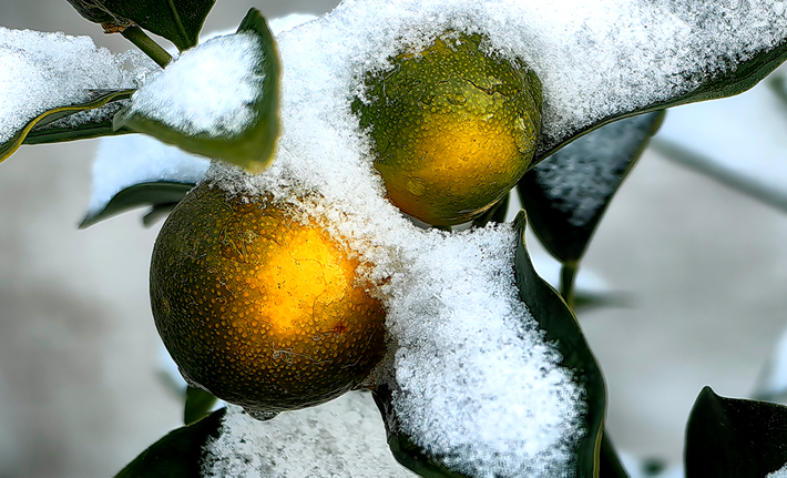 縣區(qū)動(dòng)態(tài) | 雪落無聲 詩意滿園