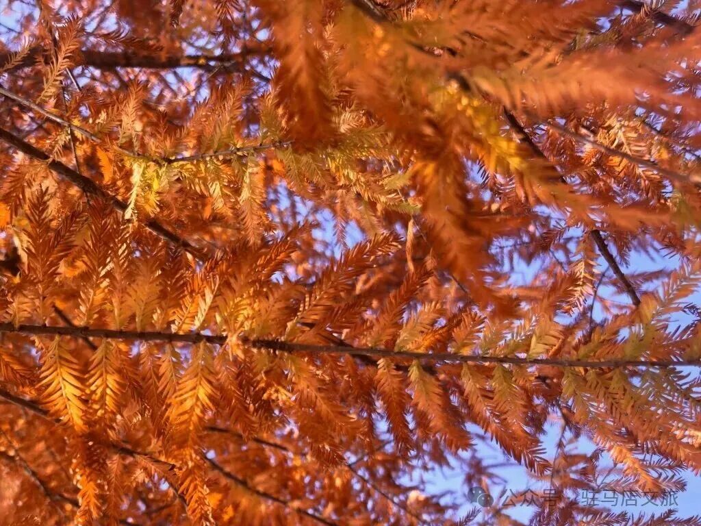 全部免費！在駐馬店，收藏冬日的第一縷暖陽