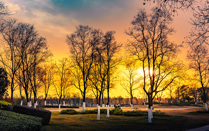 縣區(qū)動(dòng)態(tài) | 金輝染玉帶 樹(shù)影繪冬卷