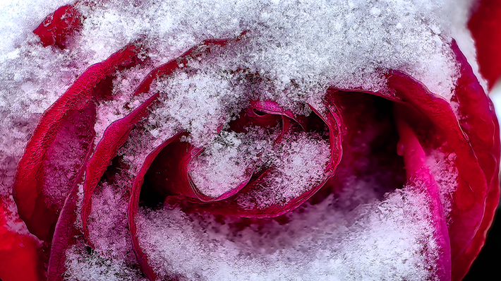 縣區(qū)動(dòng)態(tài) | 雪落無聲 詩意滿園