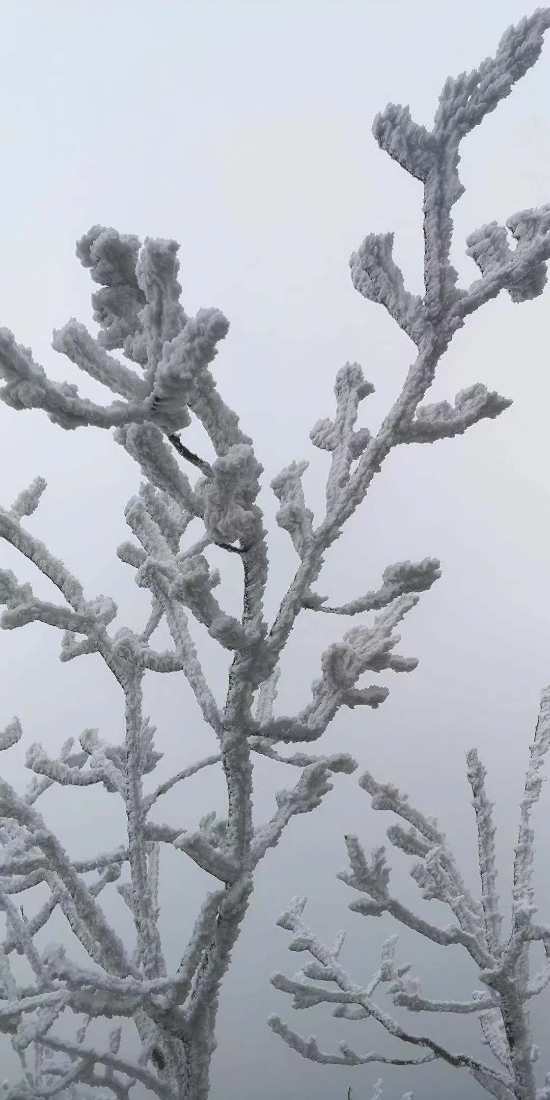 速凍的浪漫，這波冬日顏值“殺”我！