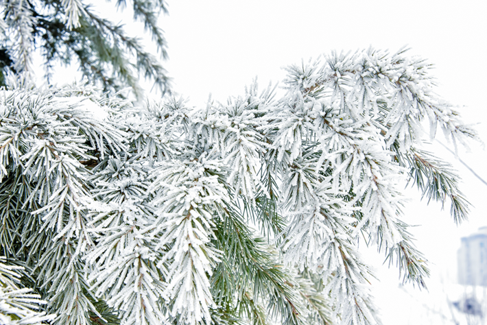 縣區(qū)動(dòng)態(tài) | 雪落無聲 詩意滿園