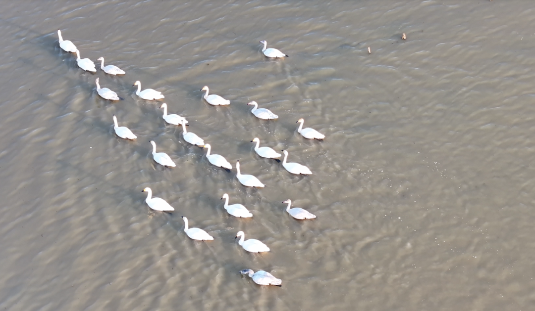 冬日限定！萬鳥齊飛，這幅生態(tài)畫卷美到心醉