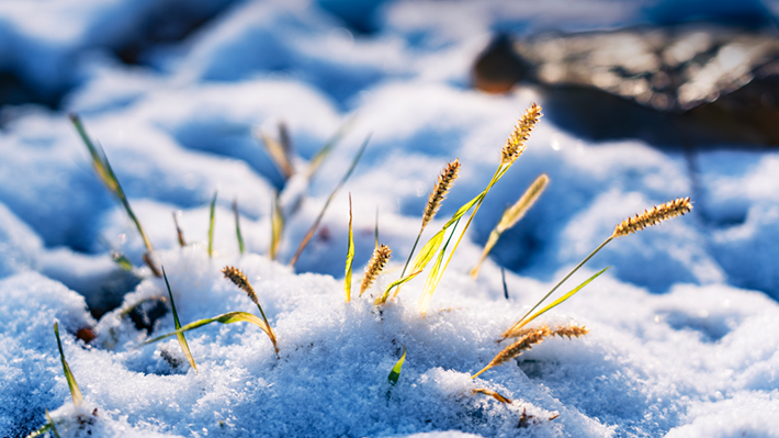 縣區(qū)動(dòng)態(tài) | 雪落無聲 詩意滿園