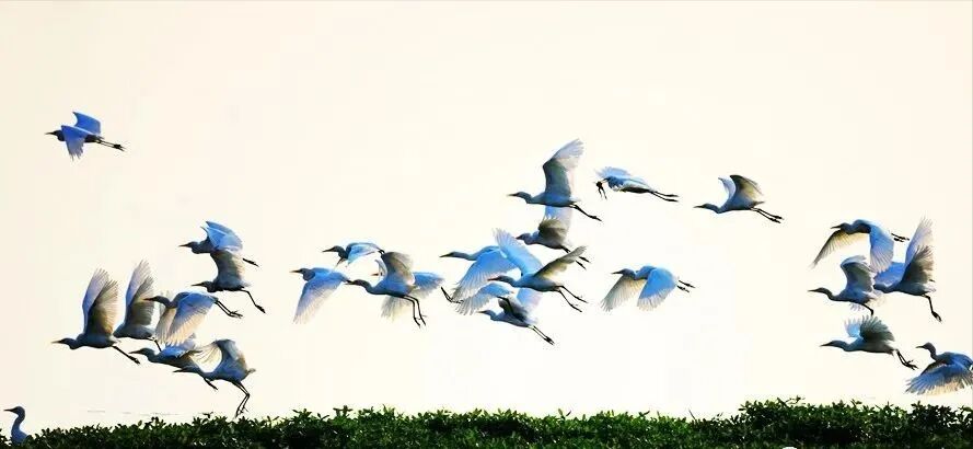 冬日限定！萬鳥齊飛，這幅生態(tài)畫卷美到心醉