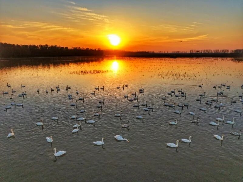 冬日限定！萬鳥齊飛，這幅生態(tài)畫卷美到心醉