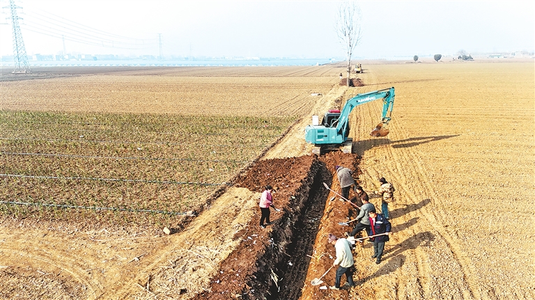 晚播小麥冬日“成長(zhǎng)錄”